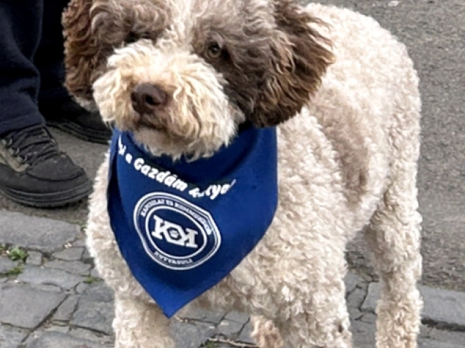 Lagotto Romagnolo puppy for sale