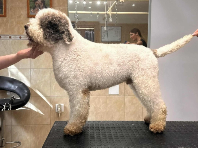 Lagotto Romagnolo puppy for sale