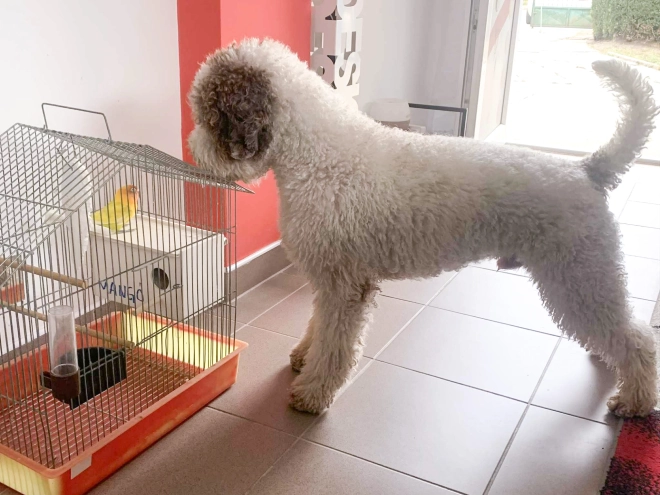 Lagotto Romagnolo puppy for sale