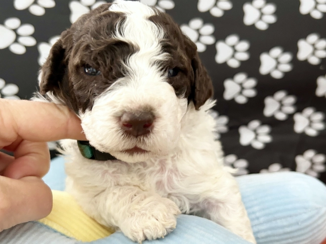 Lagotto Romagnolo puppy for sale