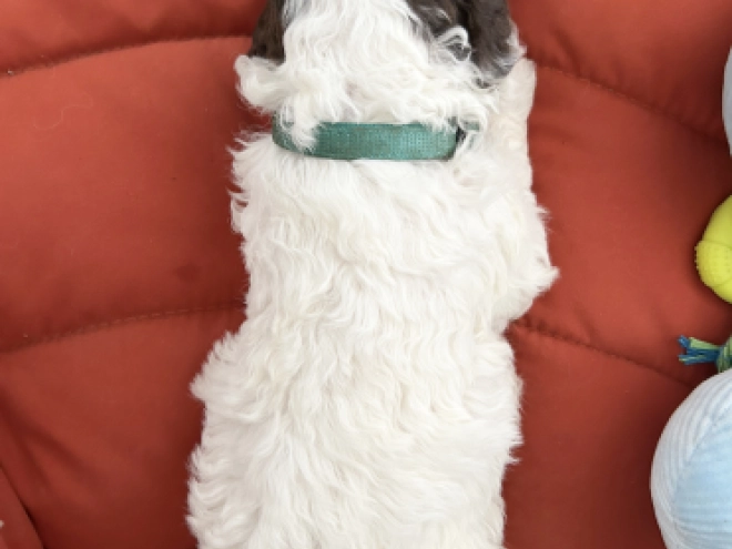 Lagotto Romagnolo puppy for sale