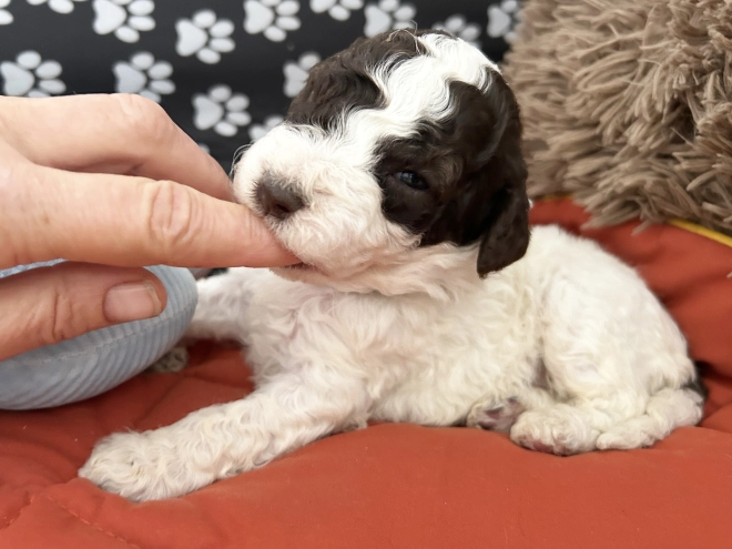 Lagotto Romagnolo puppy for sale