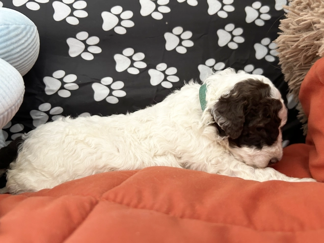 Lagotto Romagnolo puppy for sale