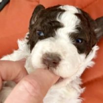 Lea, white with markings Lagotto Romagnolo for sale
