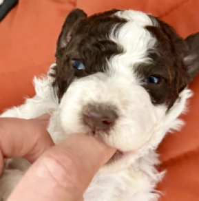 Lagotto Romagnolo puppy for sale