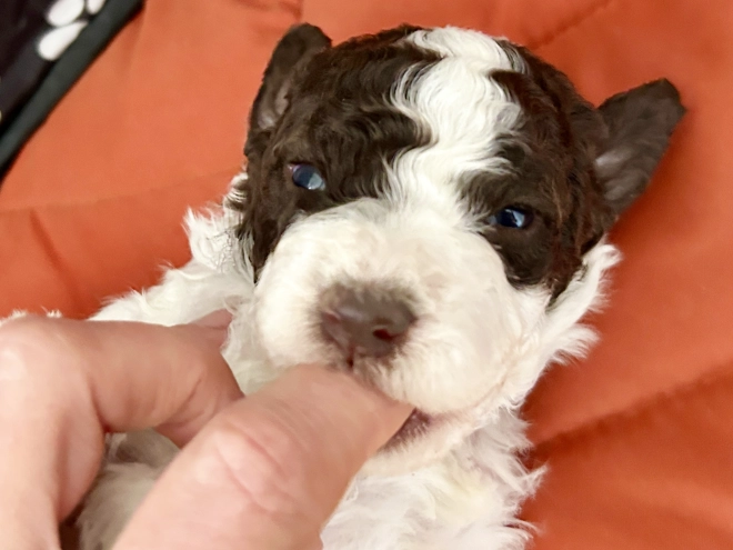 Lagotto Romagnolo puppy for sale
