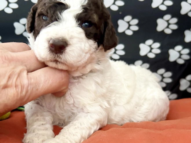 Lagotto Romagnolo puppy for sale
