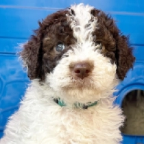 Lea, white with markings Lagotto Romagnolo for sale