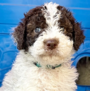 Lagotto Romagnolo puppy for sale