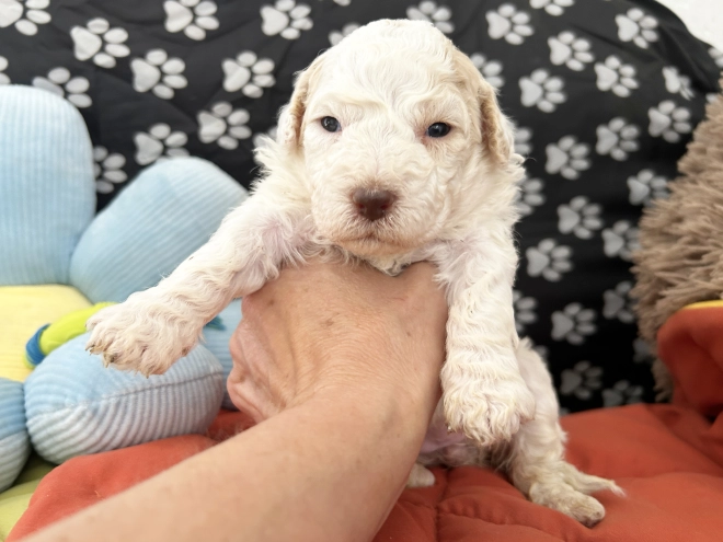 Lagotto Romagnolo puppy for sale