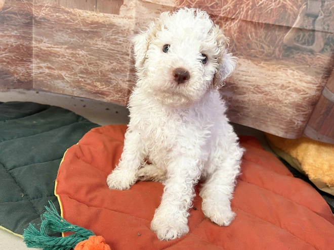 Lagotto Romagnolo puppy for sale