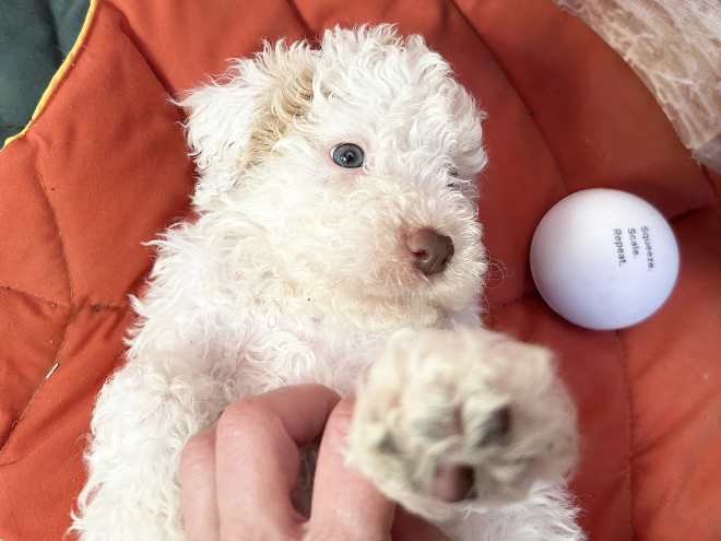 Lagotto Romagnolo puppy for sale