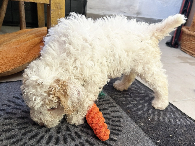 Lagotto Romagnolo puppy for sale