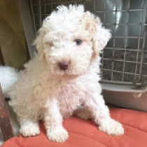 Topa, white with markings Lagotto Romagnolo for sale