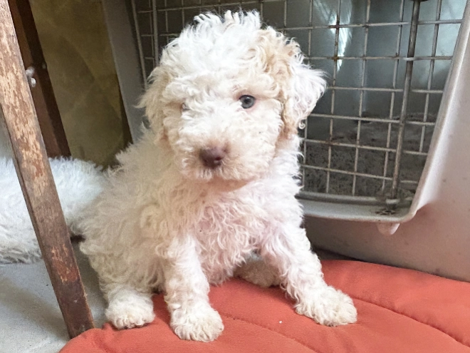 Lagotto Romagnolo puppy for sale