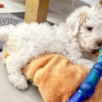 Topa, white with markings Lagotto Romagnolo Welpen kaufen
