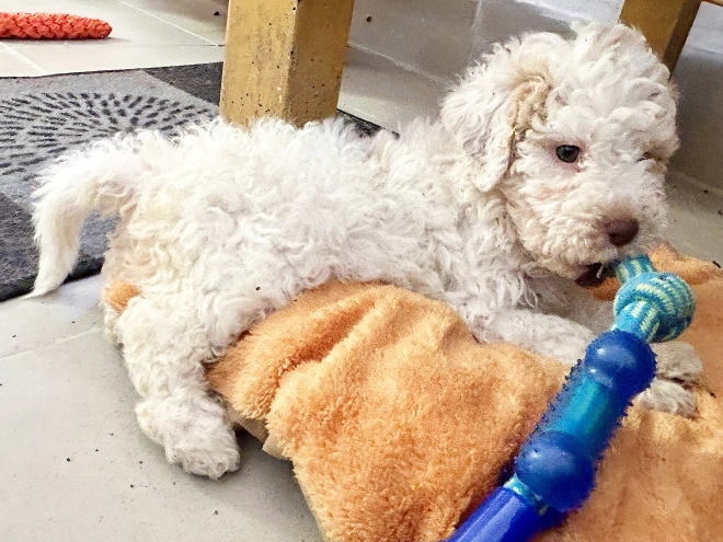 Lagotto Romagnolo puppy for sale