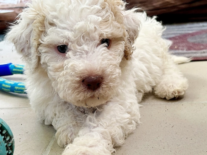 Lagotto Romagnolo puppy for sale