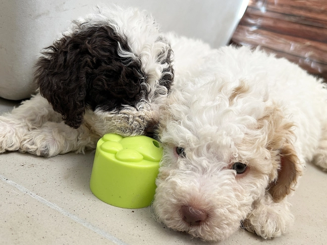 Lagotto Romagnolo puppy for sale