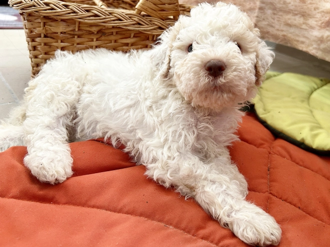 Lagotto Romagnolo puppy for sale