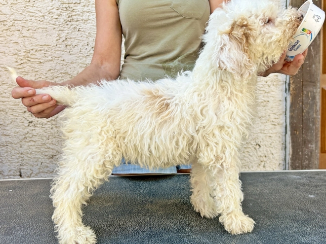 Lagotto Romagnolo puppy for sale
