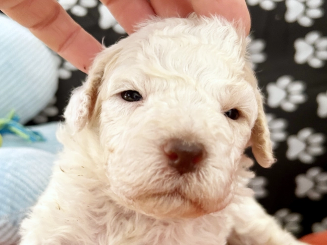 Lagotto Romagnolo puppy for sale