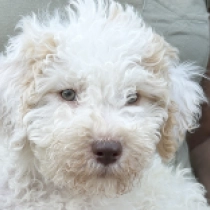 Topa, white with markings Lagotto Romagnolo for sale