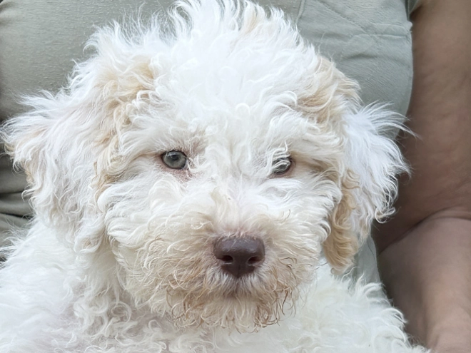 Lagotto Romagnolo puppy for sale