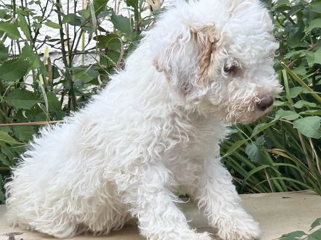 Lagotto Romagnolo puppy for sale