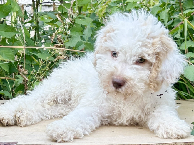 Lagotto Romagnolo puppy for sale