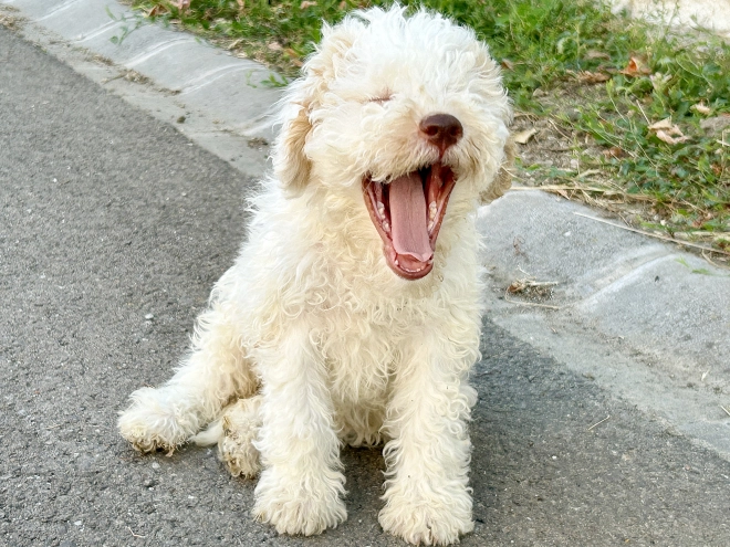 Lagotto Romagnolo puppy for sale