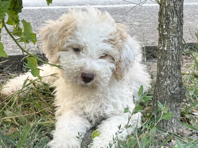 Lagotto Romagnolo puppy for sale