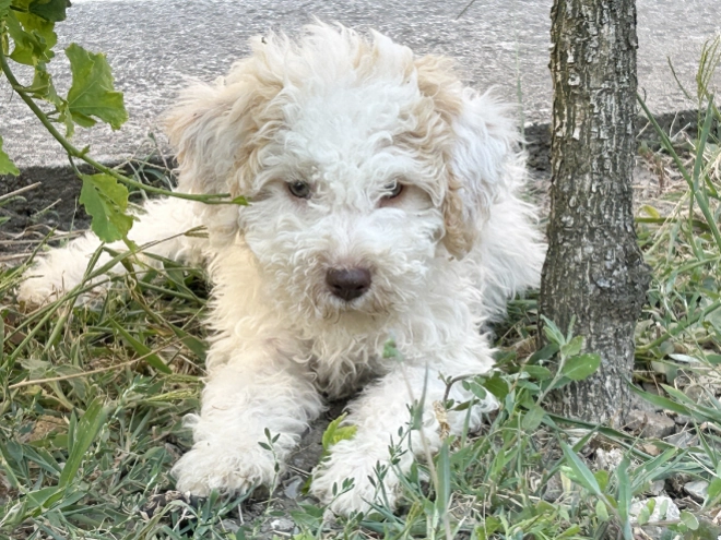 Lagotto Romagnolo puppy for sale