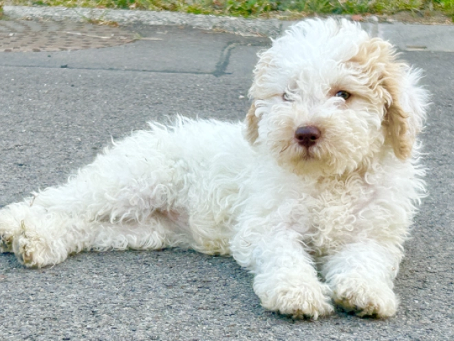 Lagotto Romagnolo puppy for sale