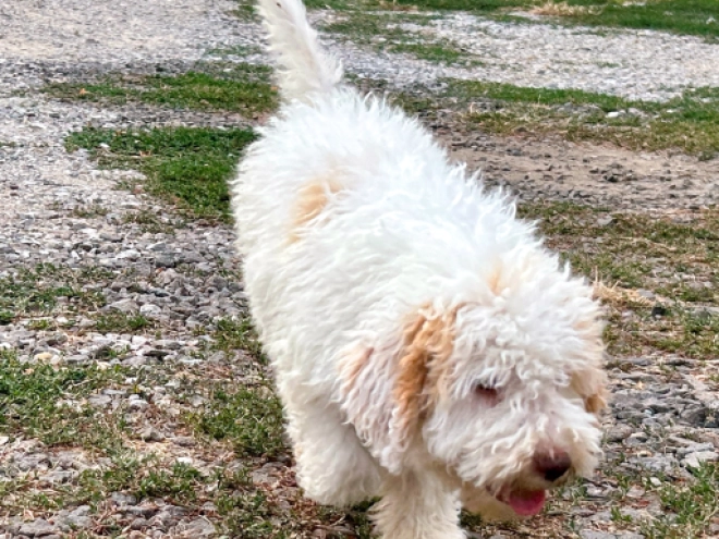 Lagotto Romagnolo puppy for sale