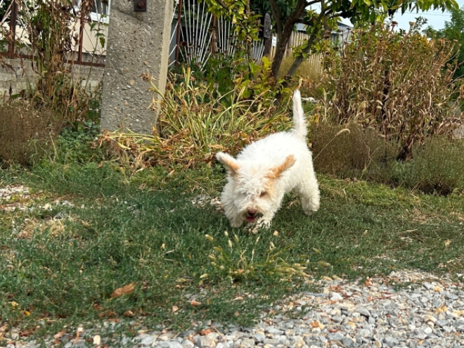 Lagotto Romagnolo puppy for sale