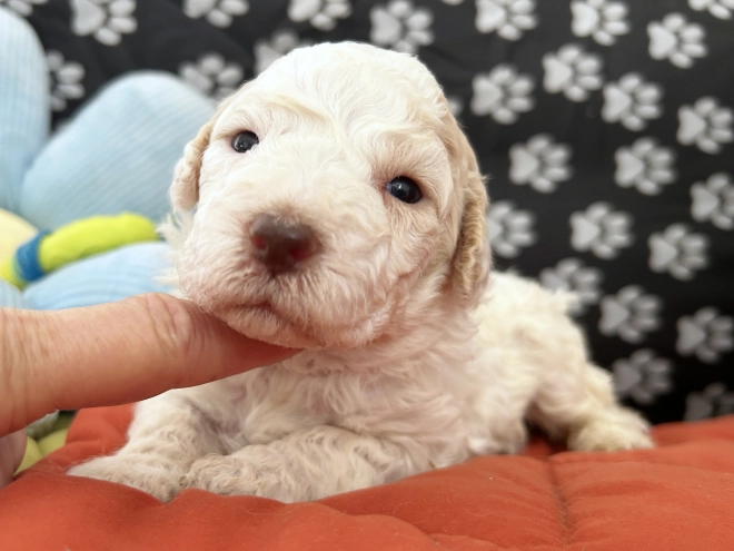 Lagotto Romagnolo puppy for sale