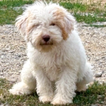 Topa, white with markings Lagotto Romagnolo for sale