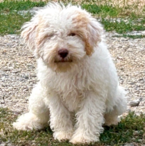 Topa, white with markings Lagotto Romagnolo for sale