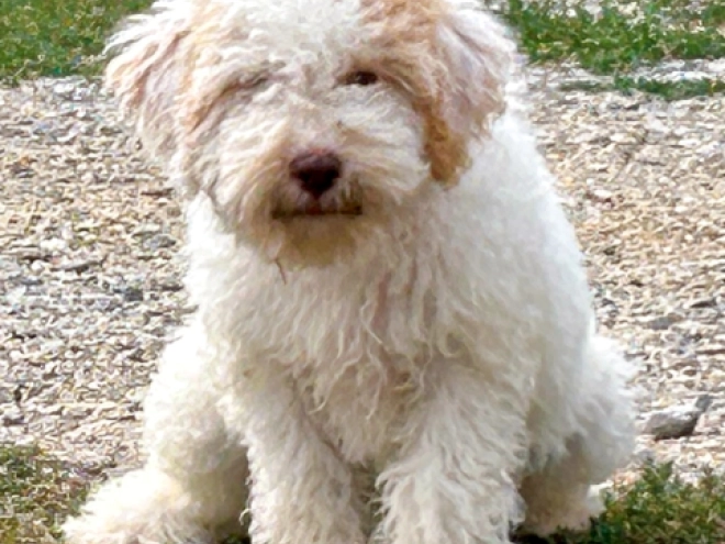 Lagotto Romagnolo puppy for sale