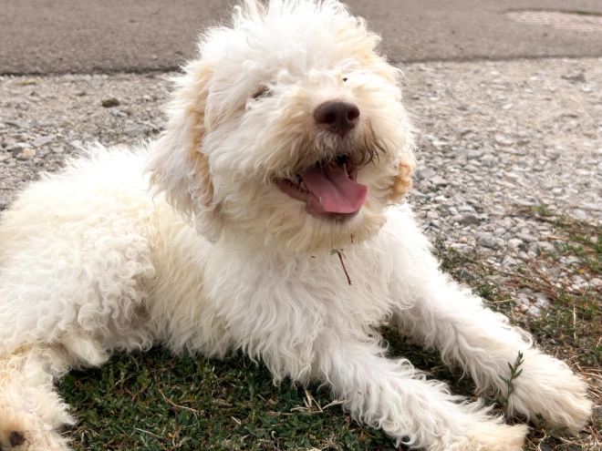 Lagotto Romagnolo puppy for sale
