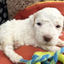 Topa, white with markings Lagotto Romagnolo for sale