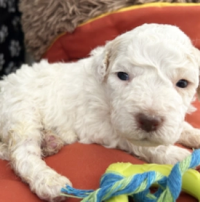 Lagotto Romagnolo puppy for sale