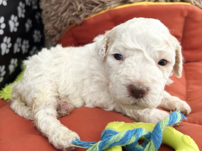Lagotto Romagnolo puppy for sale