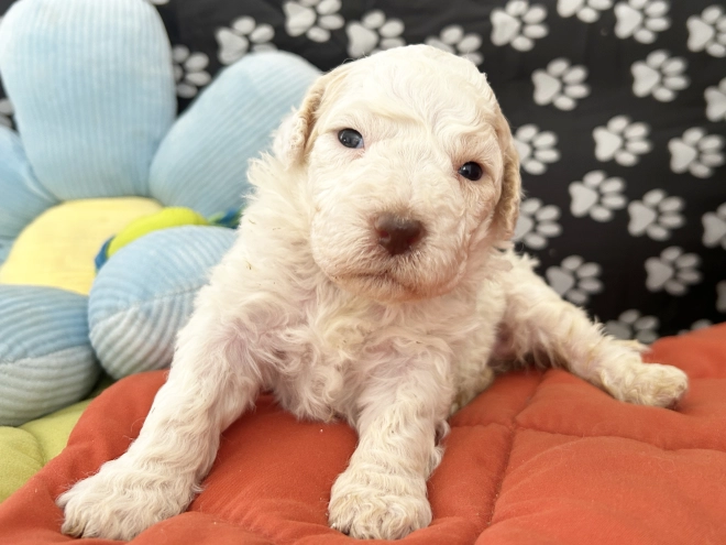 Lagotto Romagnolo puppy for sale