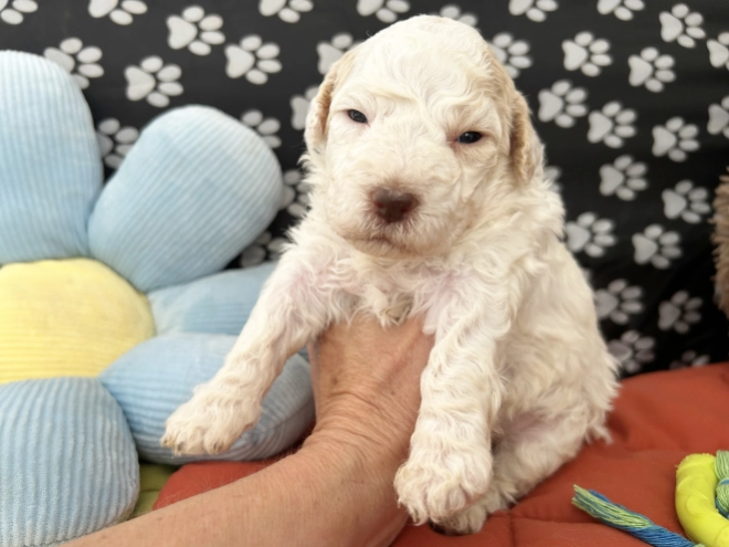 Lagotto Romagnolo puppy for sale
