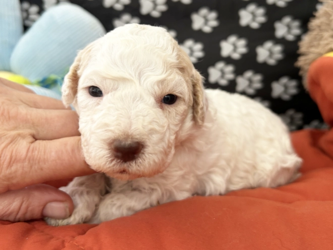 Lagotto Romagnolo puppy for sale
