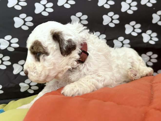 Lagotto Romagnolo puppy for sale