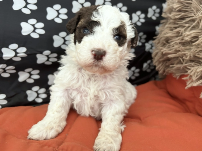 Lagotto Romagnolo puppy for sale