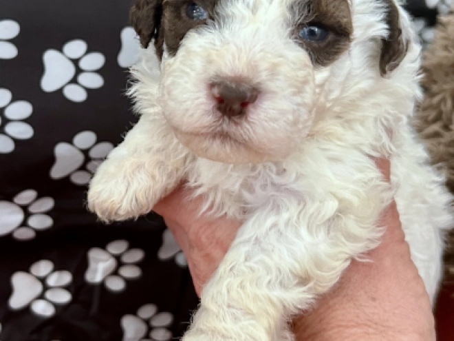 Lagotto Romagnolo puppy for sale